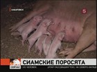 Поросята-сиамские близнецы родились в Хабаровске