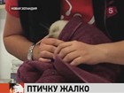 В Новой Зеландии медики спасли от гибели киви-альбиноса