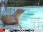 В сочинский дельфинарий прибыл «самый грустный морской котик в мире»