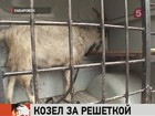 Хабаровские полицейские взяли под стражу козла