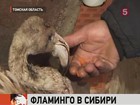 В Томской области спасают розовых фламинго