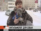 Вернуть зрение любимому питомцу — теперь не просто мечта