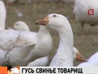 Главный раввин Израиля нашел способ ощутить вкус свинины, не нарушая при этом ортодоксальные иудейские правила