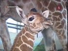 В Калининградском зоопарке родился жирафёнок