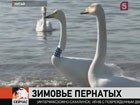 На самое большое пресноводное озеро в восточном Китае прилетели почти четыреста тысяч различных птиц