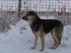 Потеряв любимую, пес отказался покидать место ее гибели