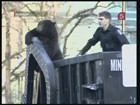 В Ванкувере в поисках пищи медведь забрался в мусорный контейнер