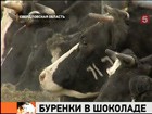 Уральским коровам для повышения надоев устроили настоящий санаторий