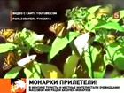 В Мексике любуются массовой миграцией бабочек-монархов