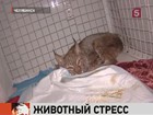 В одной из клиник Челябинска спасают рысёнка