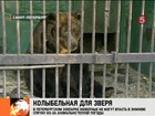 Погода мешает спать медведям