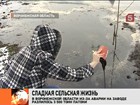 Воронежский посёлок Ольховатка утопает в патоке