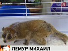 Для нервного лемура в Челябинске заново открыли мир