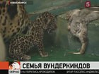 В Новосибирском зоопарке появились на свет ягуары-вундеркинды