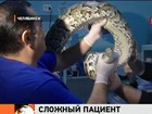 В одной из ветеринарных клиник Челябинска оказался тигровый питон с поврежденной челюстью