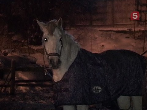Горела конюшня. Горящая конюшня. Конюшня горит. Лошадь сгорела в конюшне. Сгорела конюшня в Сестрорецке в 2012 году.