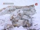 На Дальнем Востоке обнаружили браконьерский улов - 2 тонны замороженных туш осетра