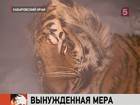 В Хабаровском крае охотнику пришлось убить амурского тигра