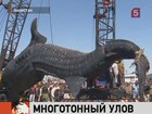 В сети пакистанского рыбака попалась гигантская китовая акула