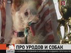 В Нью-Йорке открылась крупнейшая в США выставка собак