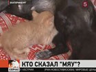 В Екатеринбурге собака усыновила троих котят