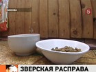 Женщина казнила кота на глазах у ребенка. Возбуждено уголовное дело, родсвенники винят секту