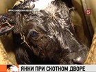 В Ярославской области поставили смелый генетический эксперимент