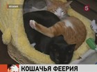 Япония отмечает День кошек