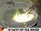 Российским учёным удалось прорастить семена, которые 30 тысяч лет пролежали в вечной мерзлоте