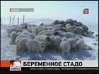 Китайская полиция спасла стадо беременных овец