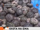 На Курилах российские пограничники отбили у браконьеров морских ежей