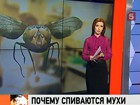 От неразделенной любви спиваются даже мухи