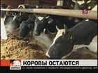 Коровы сами не летают и не мешают летать другим