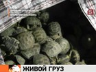 Более двух тысяч черепах обнаружены в багаже пенсионерки из Узбекистана