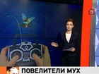 Израильские ученые решили поставить насекомых на службу армии