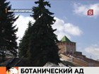 У новгородского Кремля под строительство ресторана уничтожаются реликтовые деревья