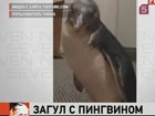 Приключения в австралийском зоопарке дорого обошлись троим британским туристам