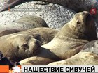 Побережье Сахалина заполонили Морские львы