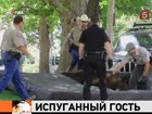 В студенческий городок в Колорадо забрёл чёрный медведь