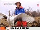 В Амурской области выпускают на волю  японских и даурских журавлей