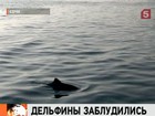 В Сочи спасают заблудившихся дельфинов