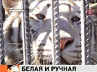 Тигру по кличке Хан в Красноярск привезли невесту