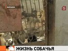 Житель Воронежа приютил 247 бездомных собак