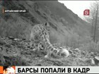 Экологам удалось снять на видео жизнь редчайших снежных барсов