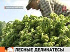 Заготовители таёжного деликатеса - папоротника - могут остаться без средств к существованию