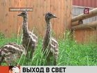 В зоопарке Нижнего Новгорода впервые на всеобщее обозрение вынесли маленьких страусов эму