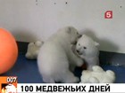 В Китае белые медвежата отмечают 100 дней с момента рождения