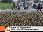 В Китае 5 тысяч уток устроили пробку на дороге