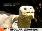 Последний с Галапагос: самый знаменитый холостяк - краснокнижный одинокий Джо умер, не оставив потомства