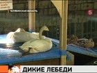 В Челябинскую область пожаловали белые лебеди